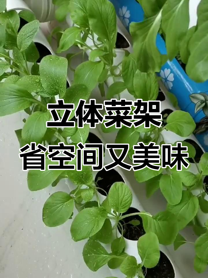 自制立体菜架,空间利用最大化,自己种菜更方便