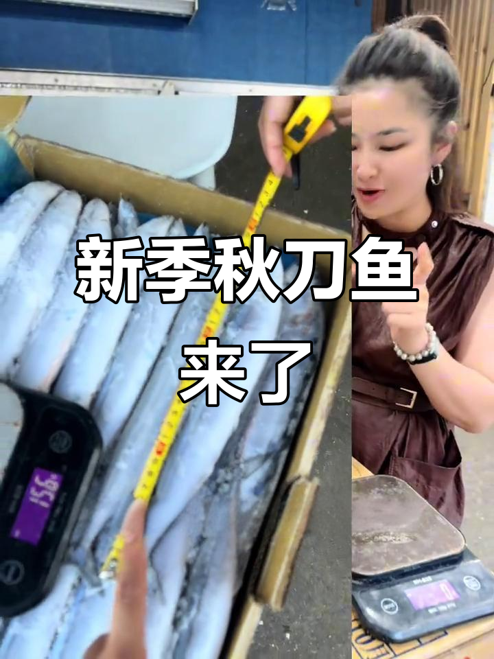 秋刀鱼新货到,大又鲜美!烧烤店日料店的必备食材