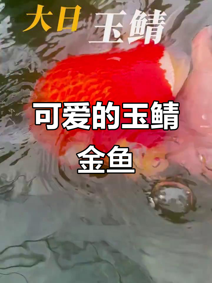 玉鲭金鱼萌态百出,圆滚滚的肚子太可爱了
