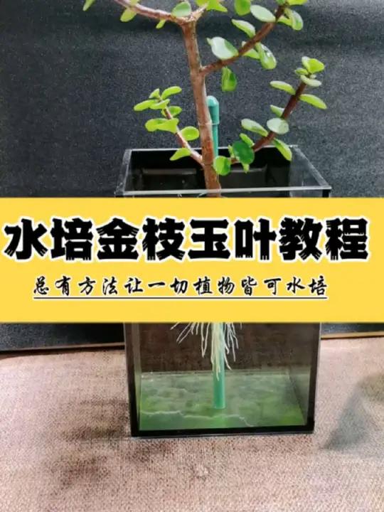 水培金枝玉叶枝条扦插方法教程,枝条腐烂怎么办。金枝玉叶的水培扦插教程来啦,修剪一段10-1