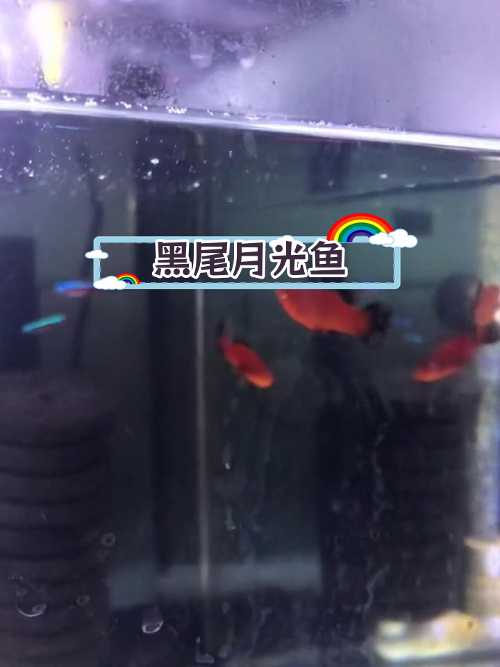 红身黑尾月光鱼介绍
