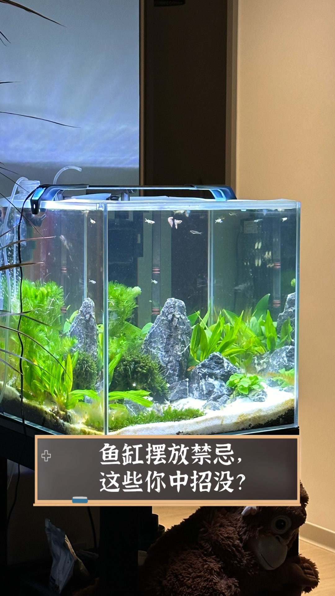 鱼缸摆放禁忌,这些你中招没?