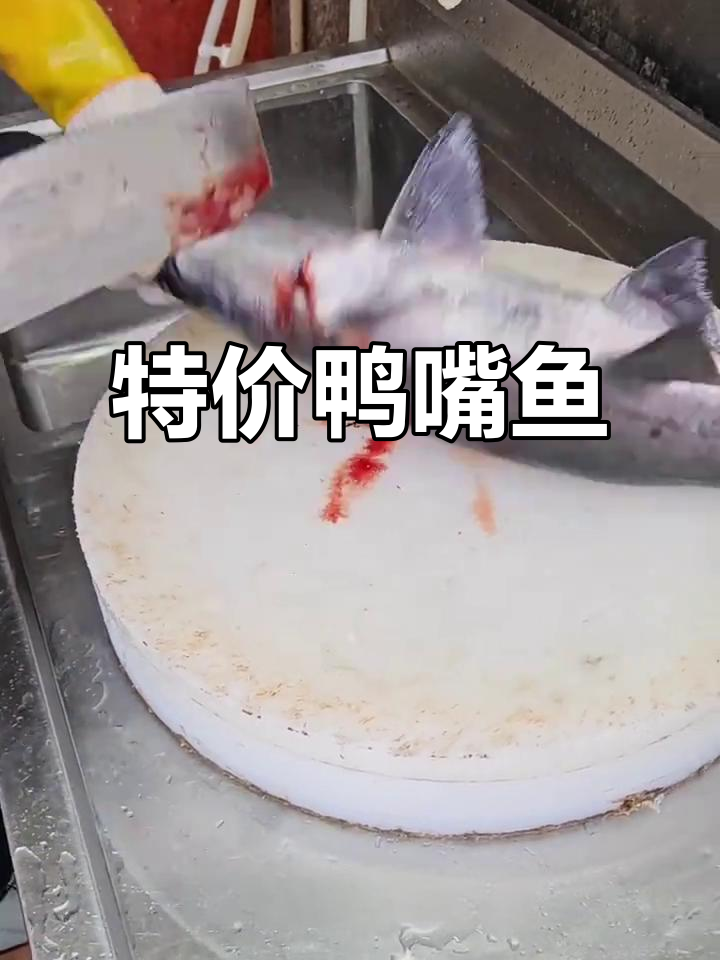 渔膳坊特价鸭嘴鱼,48元一斤,锅底免费!