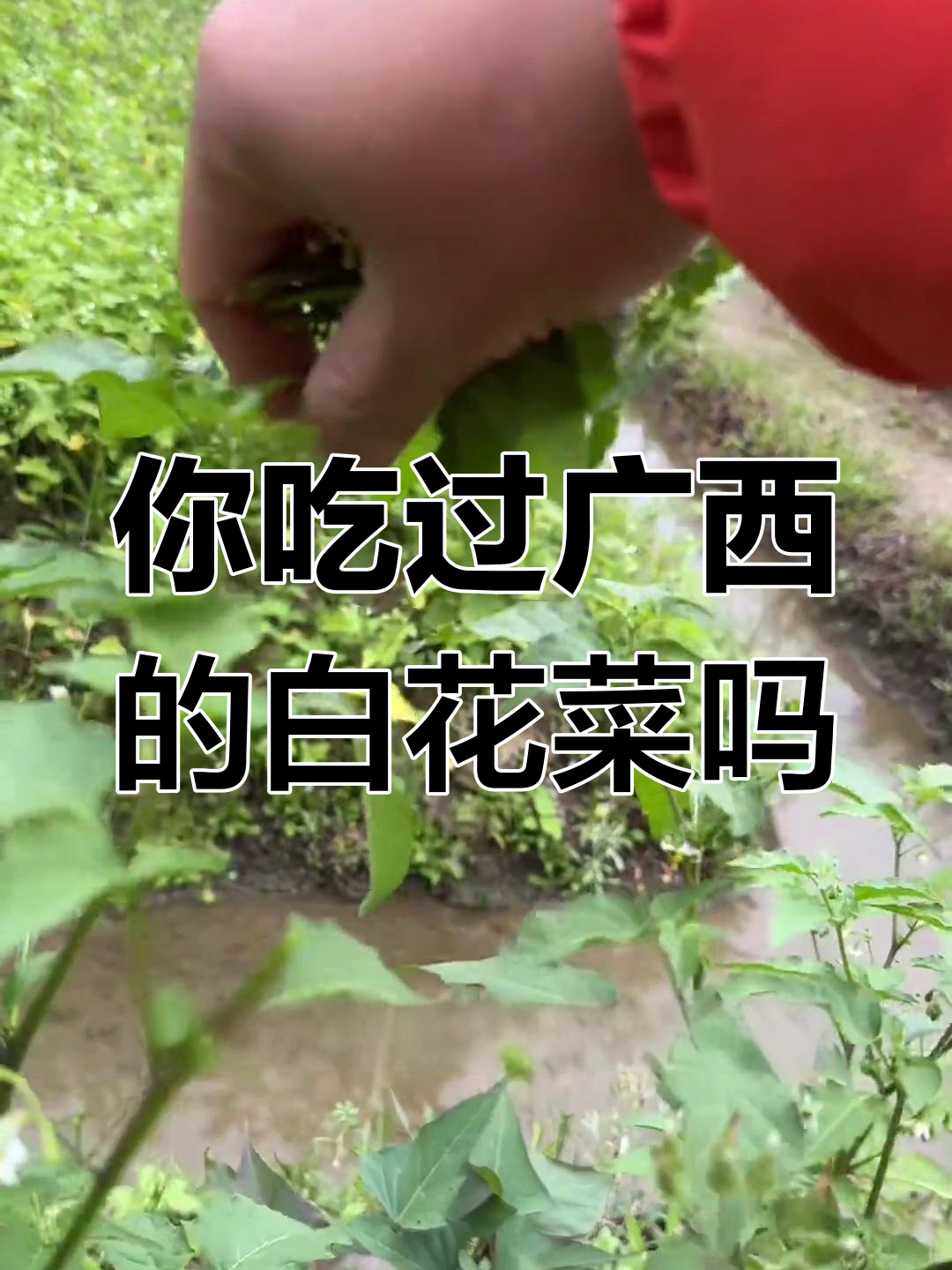 广西白花菜:营养丰富却鲜为人知,你尝过吗?