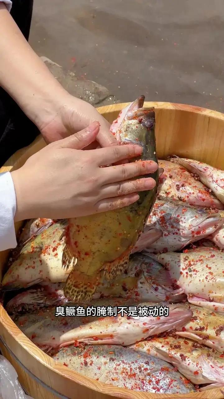 说臭鳜鱼是废物利用,那真的是胡说八道,臭鳜鱼是徽菜招牌菜