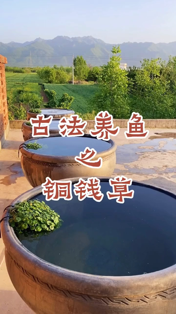 古法养鱼之铜钱草