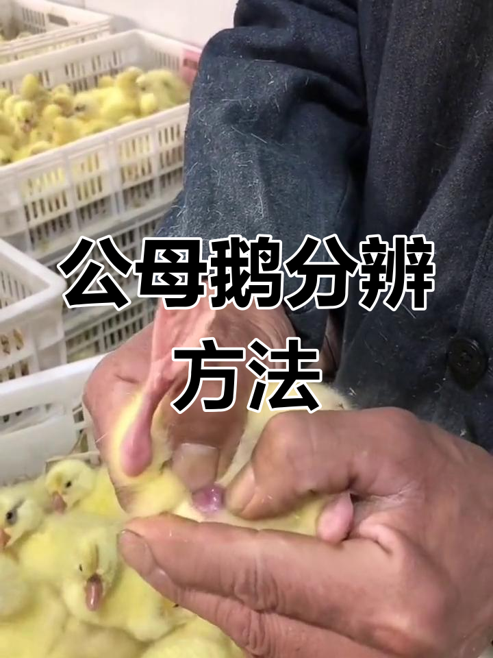母公鹅辨别法:肛门检查技巧