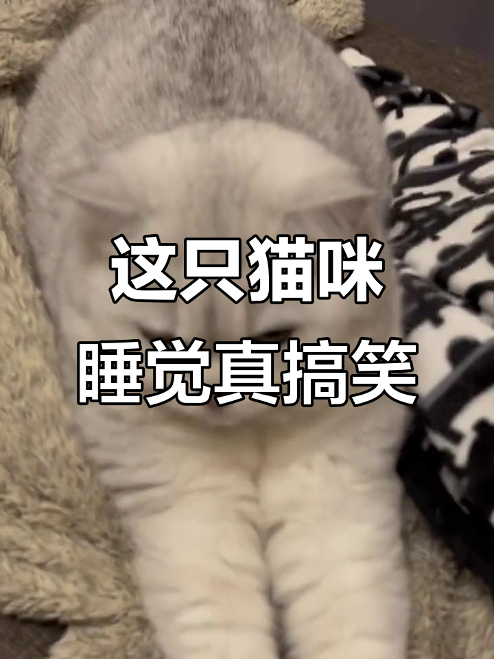 银渐层猫的奇葩睡姿,太可爱了!