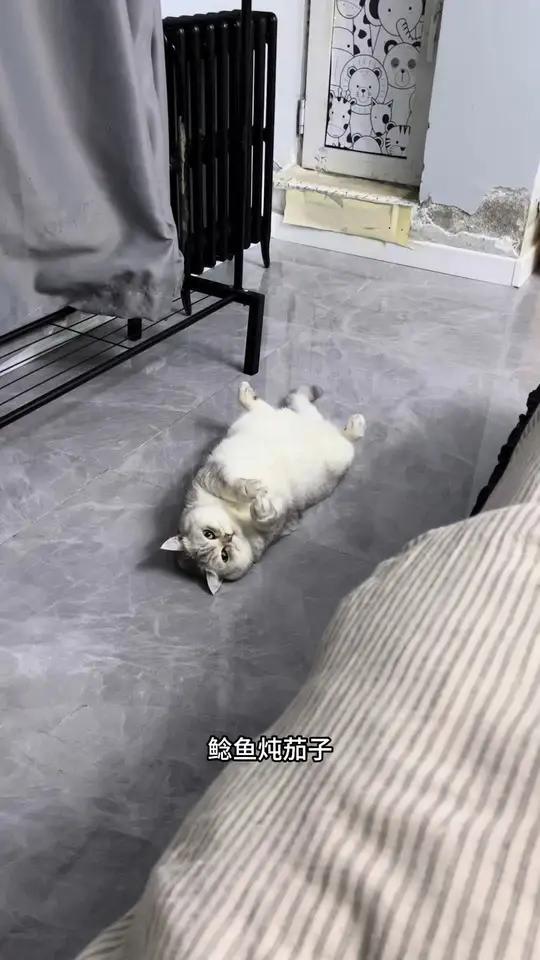 考验东北猫咪对东北美食的反应能力(七)!今日菜系!想学的大家拿笔记一记!