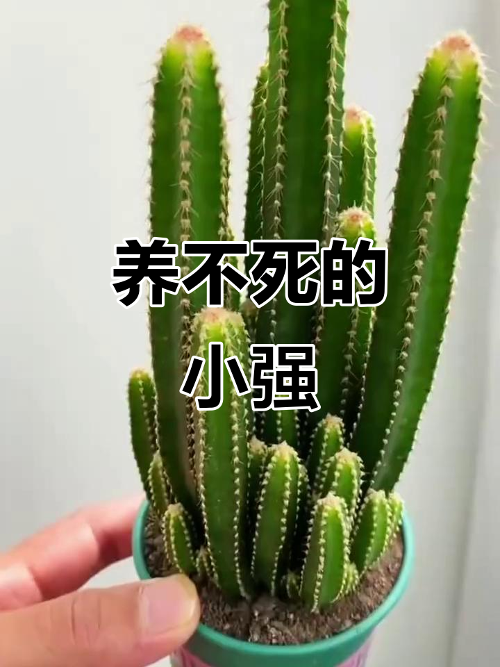 万重山仙人掌，养不死的多肉植物，四季常绿超耐造