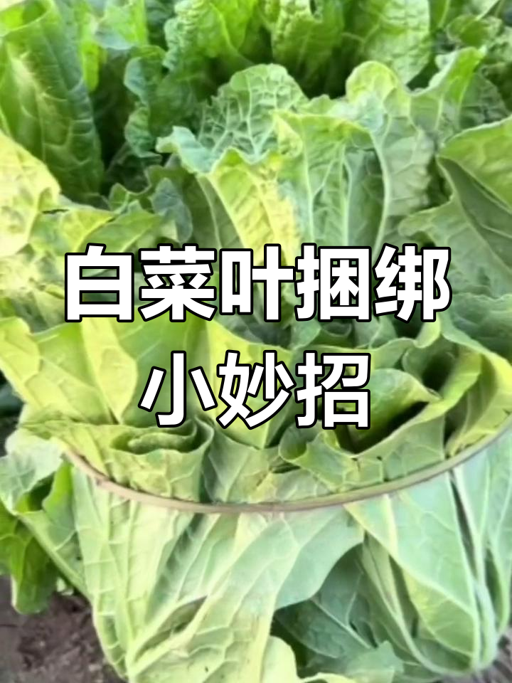 大白菜捆扎技巧,轻松提升产量