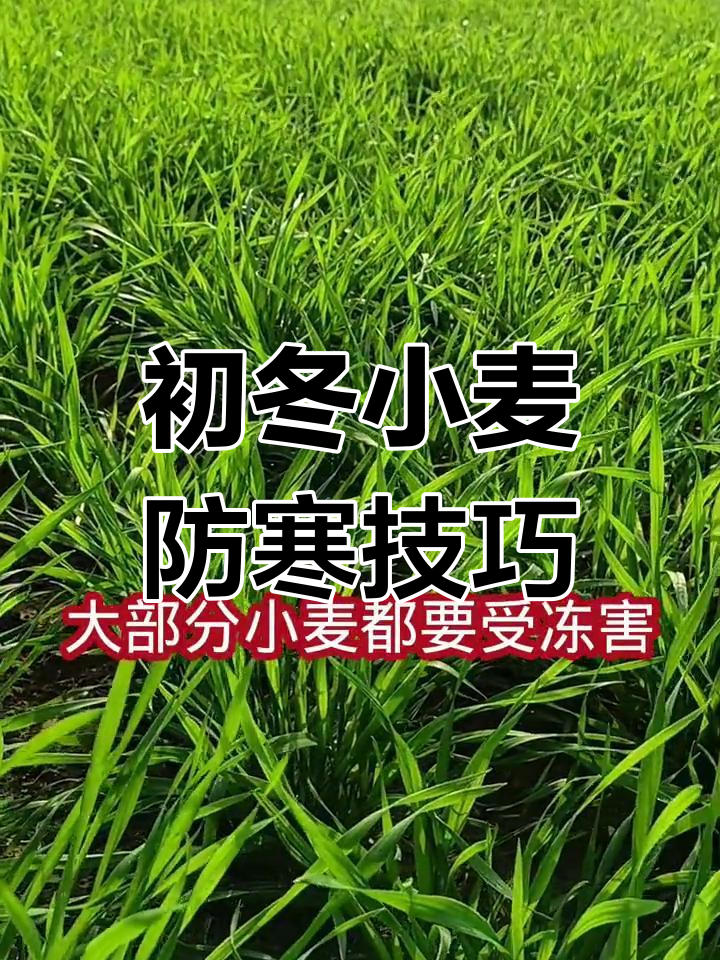 小麦冻害高发期及应对措施