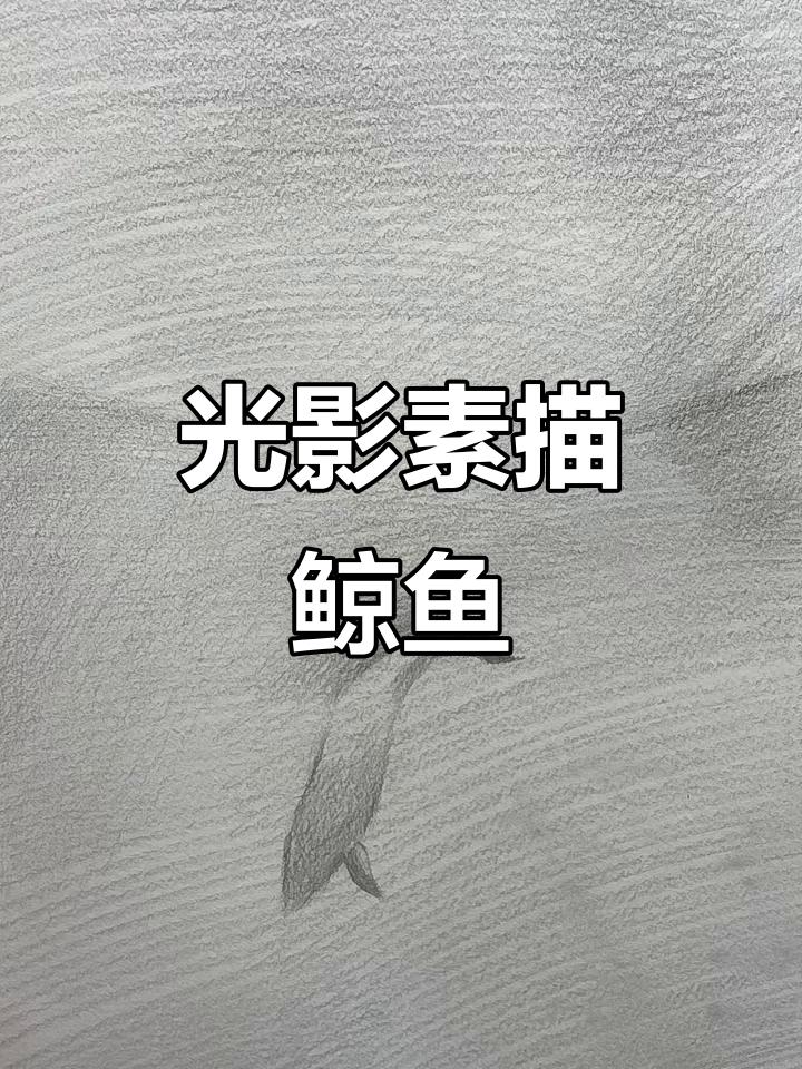 素描光影下的鲸鱼，细节与质感并存