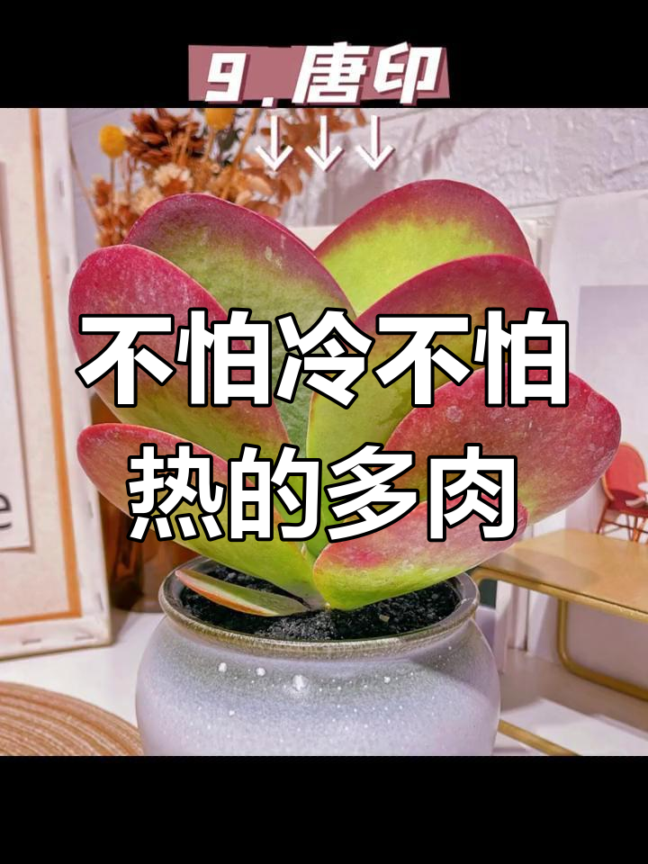 10种耐寒耐热的多肉植物,状态超美