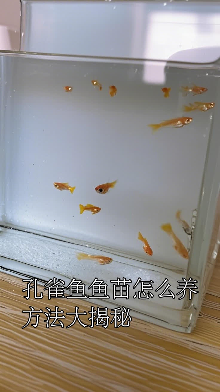孔雀鱼鱼苗怎么养?方法大揭秘