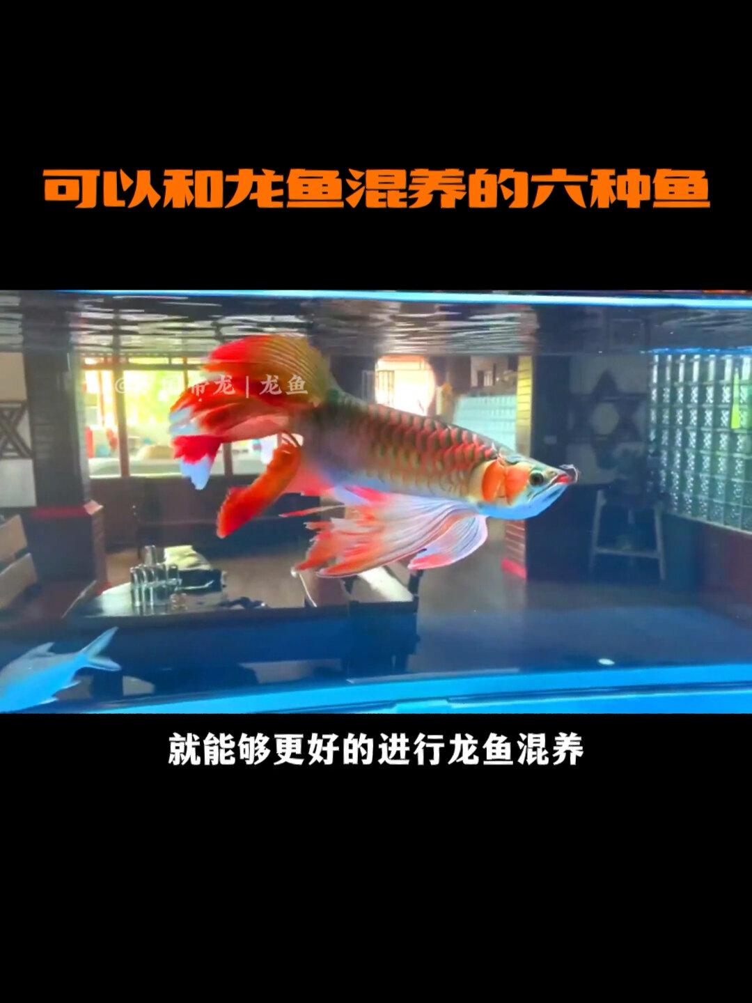 养鱼知识|可以和龙鱼混养的6种鱼