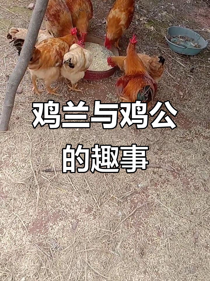 鸡公吃稻谷,毛能变美!