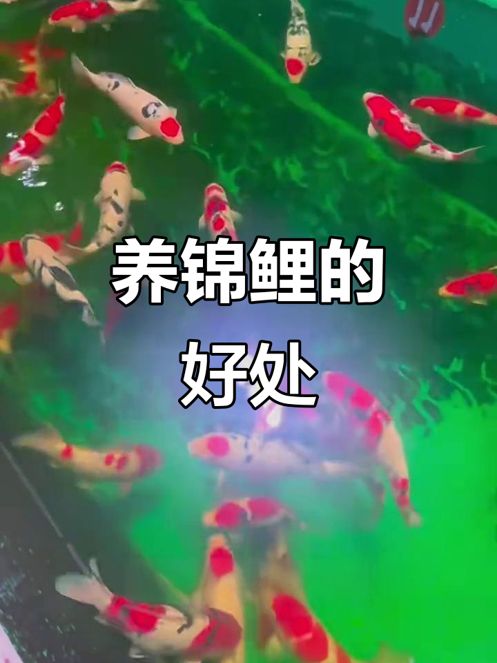 锦鲤的风水作用:财富与成功的象征