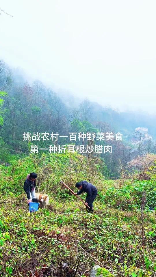 挑战贵州农村各种美食制作方法,今天做的是折耳根炒腊肉。#乡村味道 #农村生活 #三农生活 