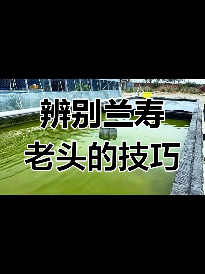 如何识别兰寿金鱼中的“老头鱼”