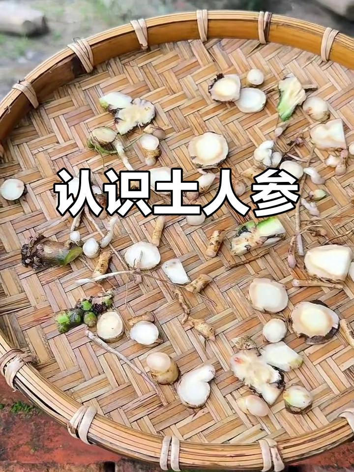 土人参:一种营养丰富的野菜,根部可泡茶