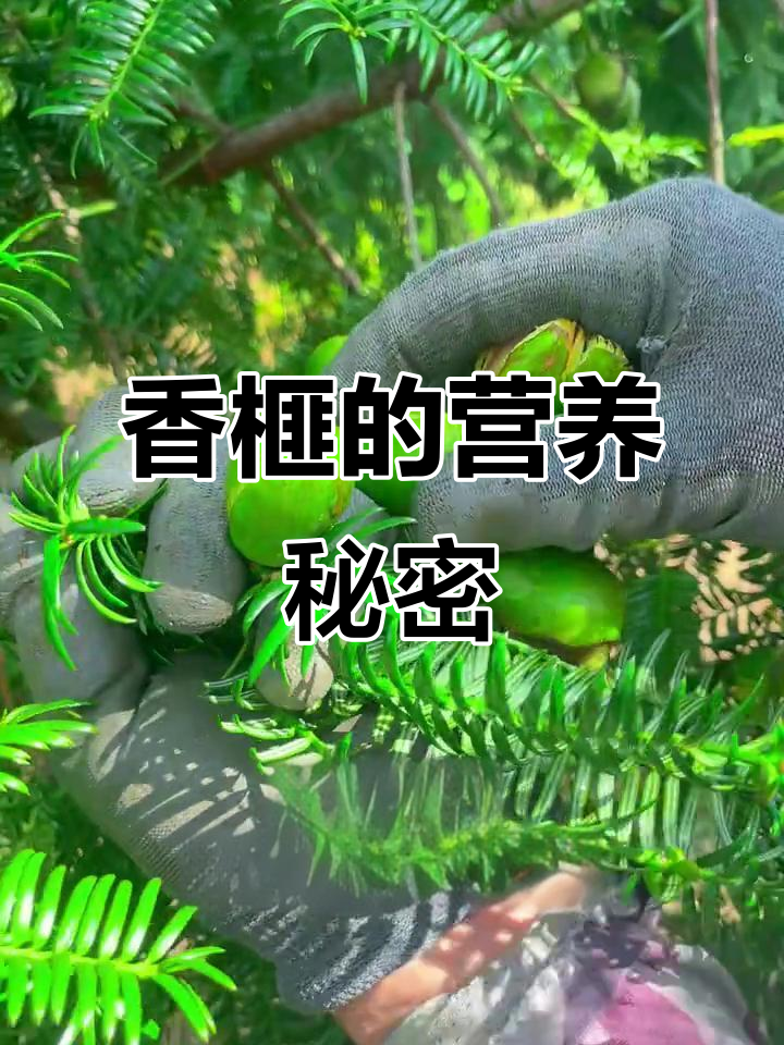 香榧富含营养,蛋白质与矿物质丰富