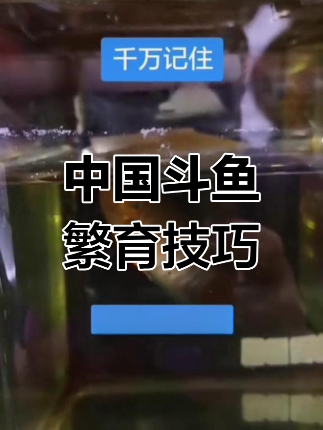 斗鱼繁殖全攻略:从产卵到小鱼苗孵化全过程