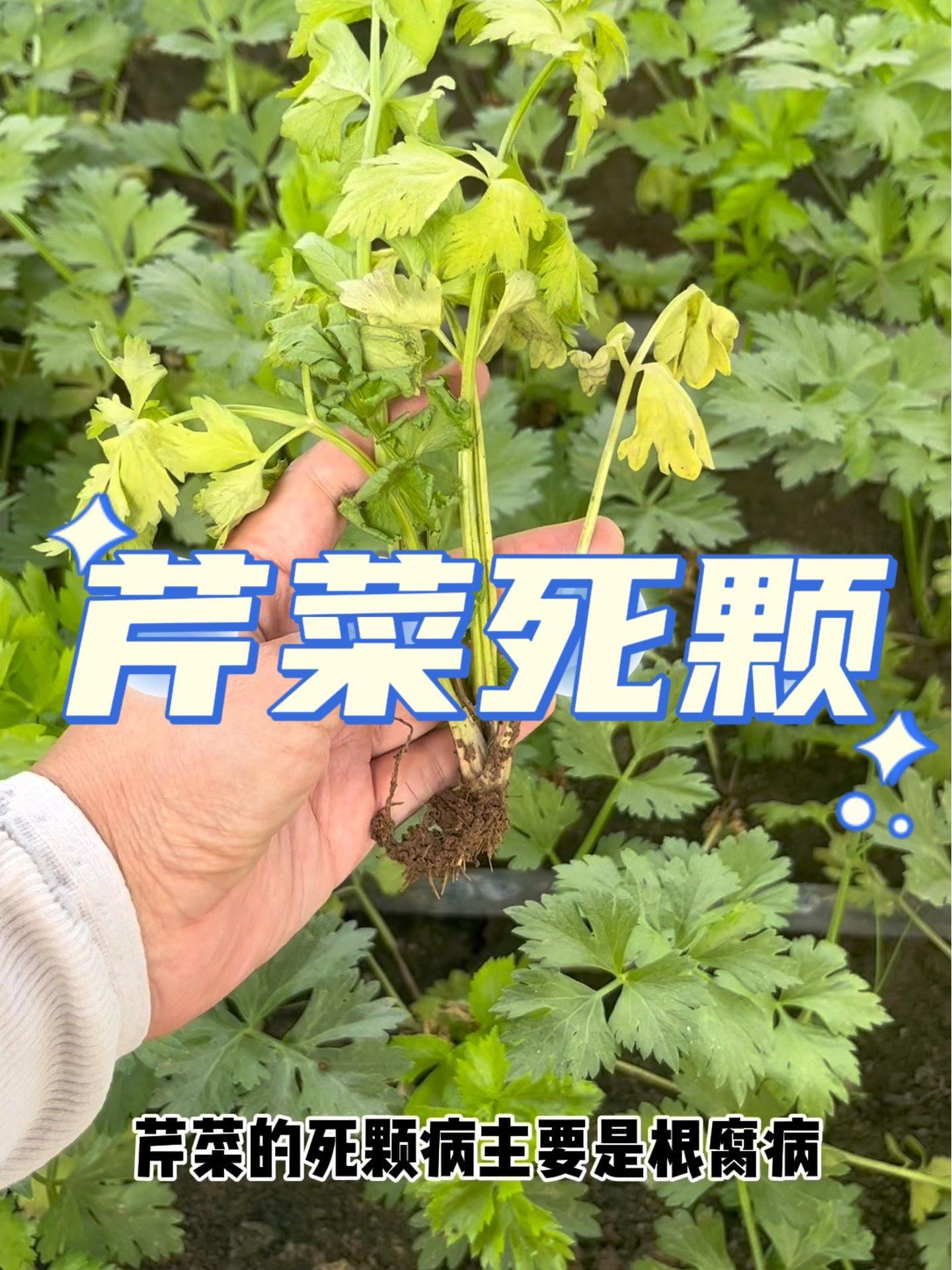 芹菜根腐死颗,就这样治!蔬菜种植 病虫害防治 芹菜种植 根腐病 蔬菜种植技术