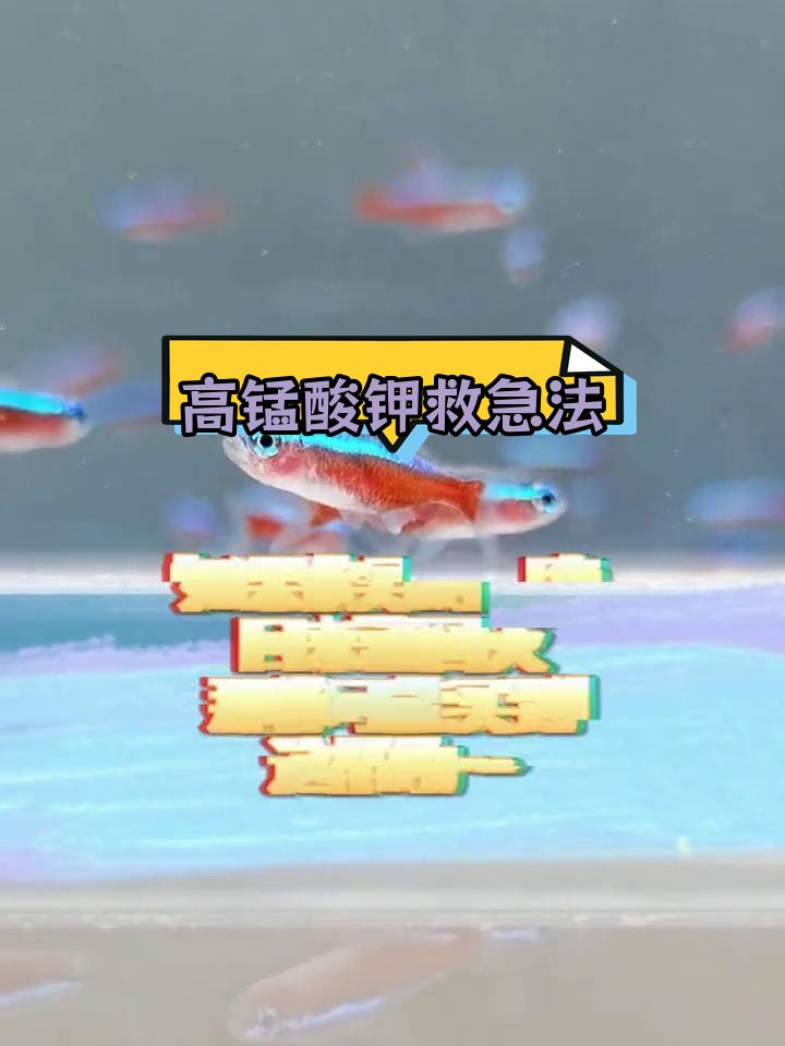 高锰酸钾快速治鱼病,草缸怎么办?