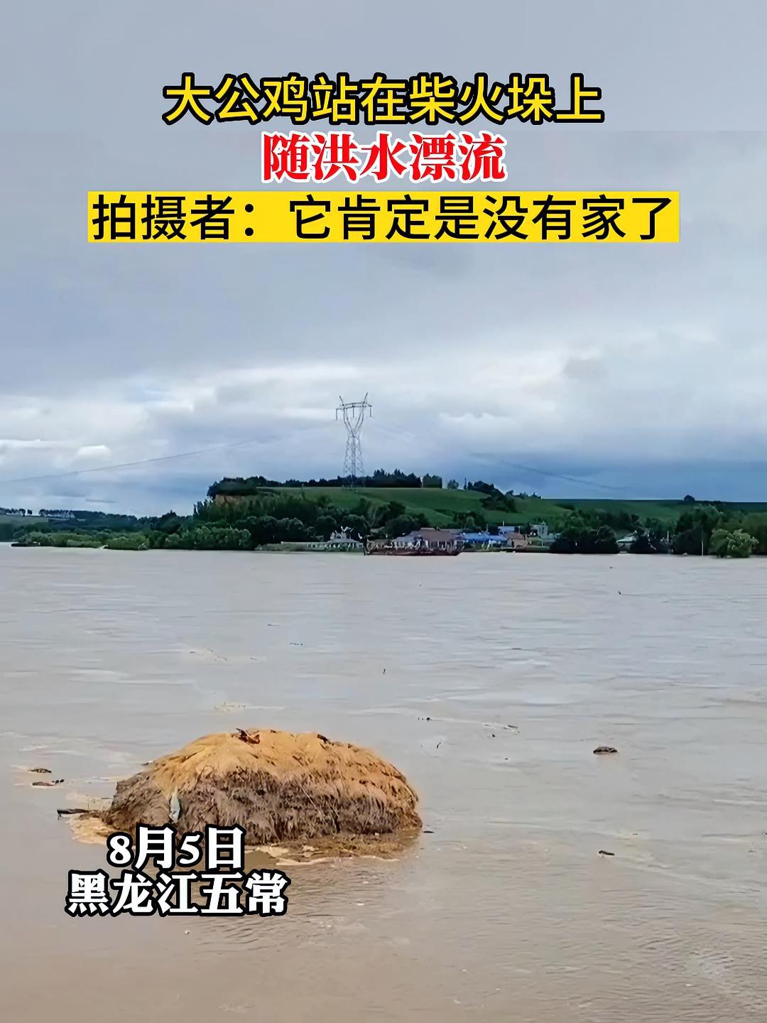 大公鸡站在柴火垛上随洪水漂流,拍摄者:它肯定是没有家了