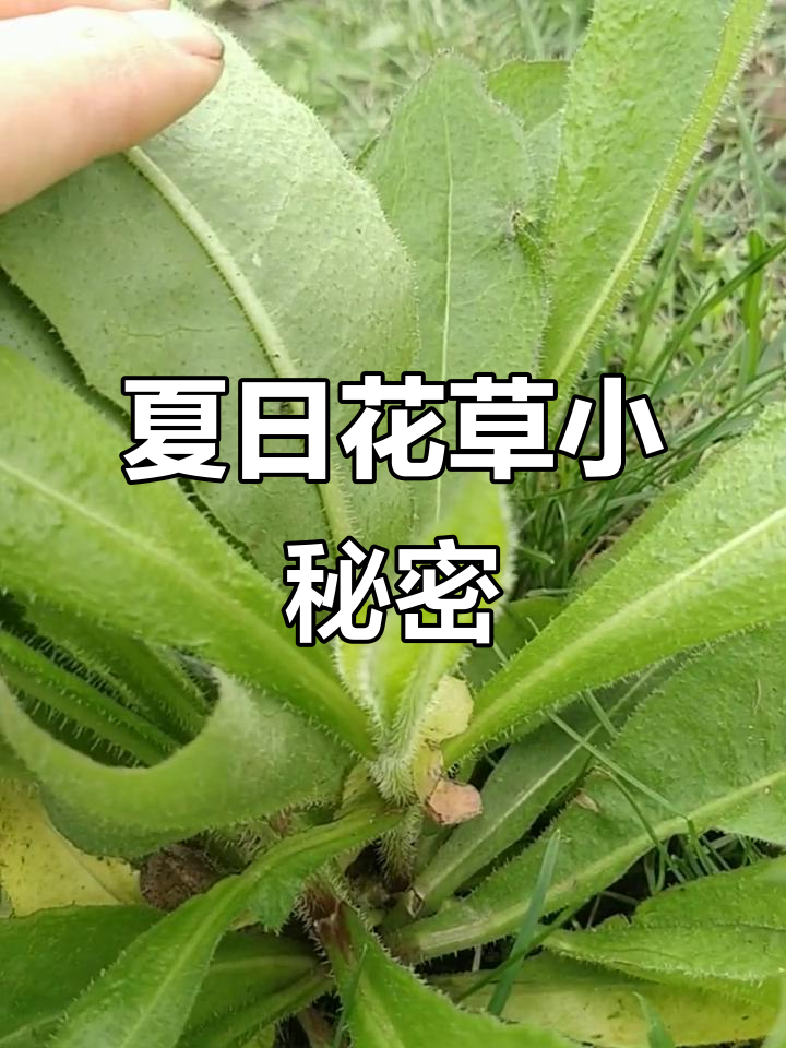 毛莲菜:可爱又招虫,夏季开花有神奇作用