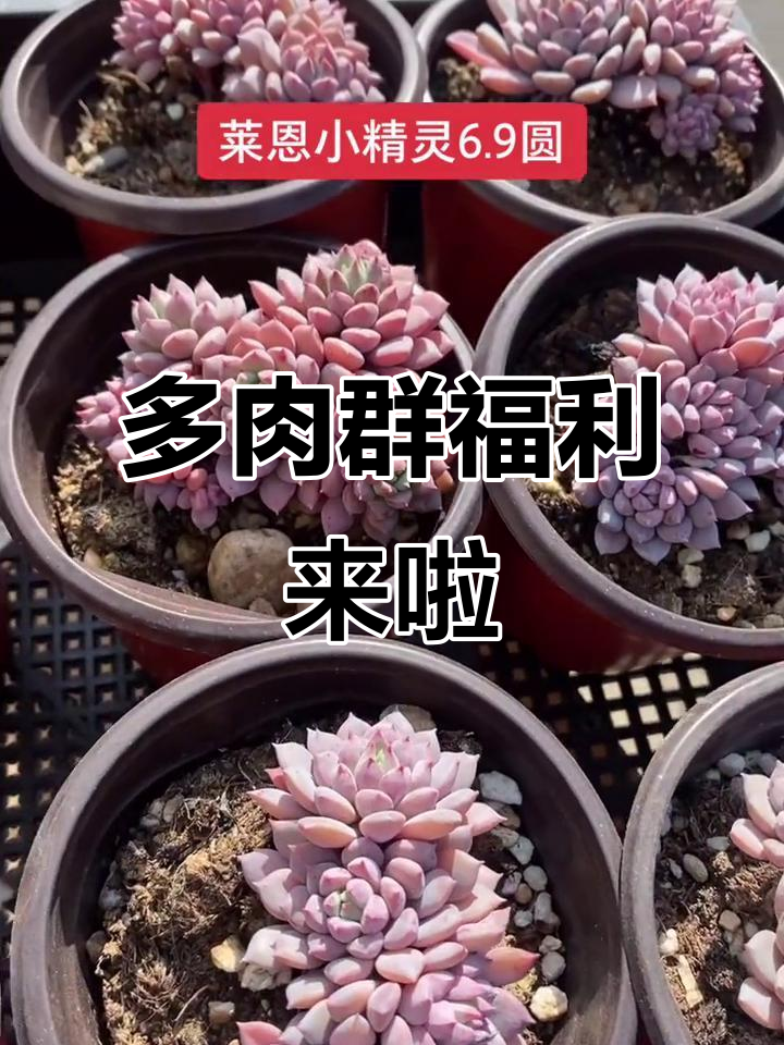 莱恩小精灵多肉植物福利大放送,带你一起走进神奇的多头世界