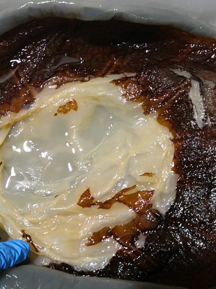 海蜇皮怎么保存