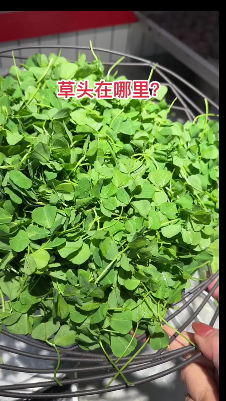 草头在哪里 又到了吃青团的好时节