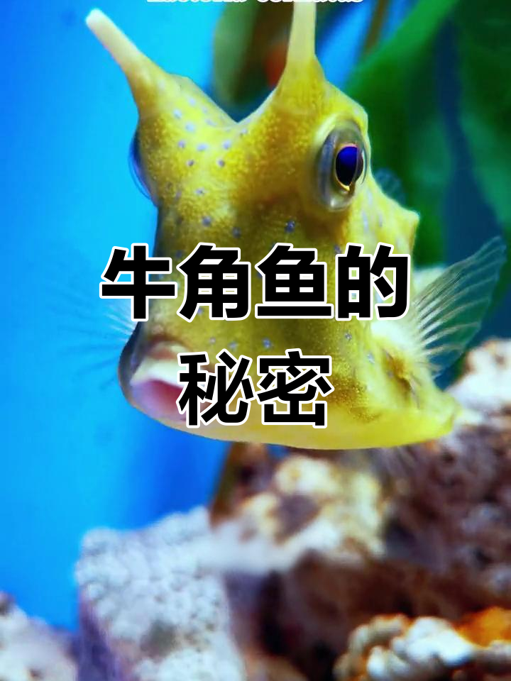 牛角鱼:温和的外表下隐藏着致命武器