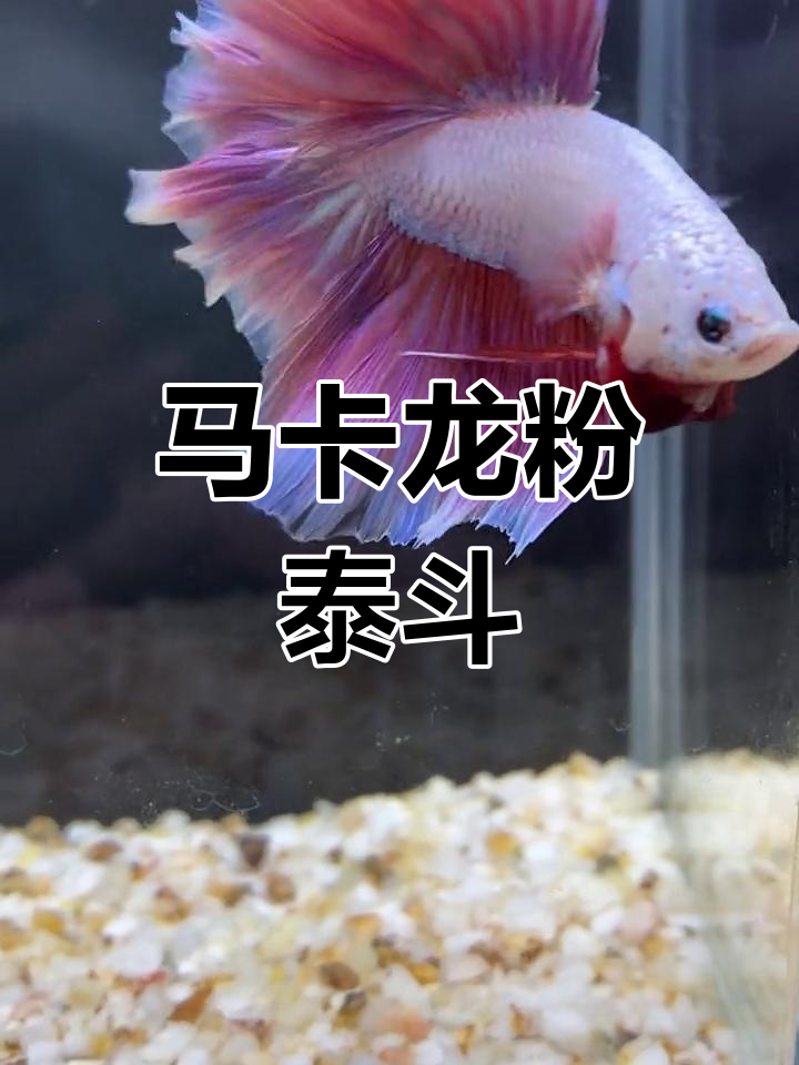 泰国斗鱼婚纱版,粉色幻彩马卡龙