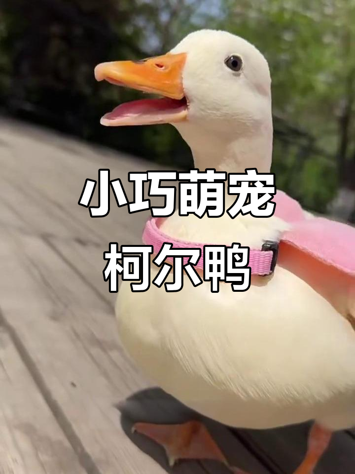 网红柯尔鸭:小巧可爱,价格竟在三百到一千之间