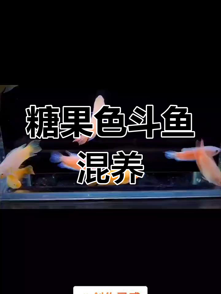 混养斗鱼效果惊艳,火焰与白化完美结合