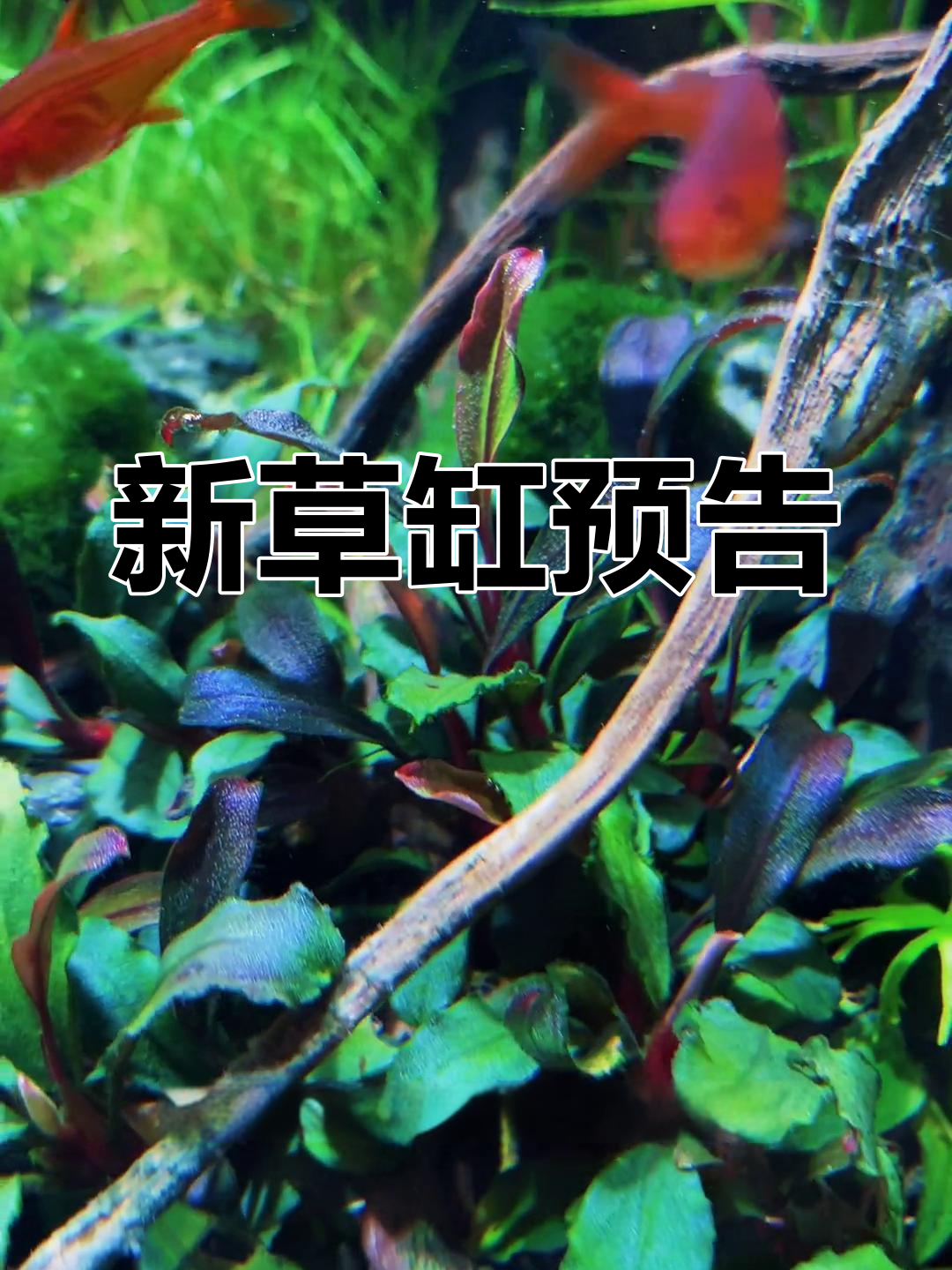 明天揭晓新草缸,云养草的朋友们别忘了点赞支持哦!