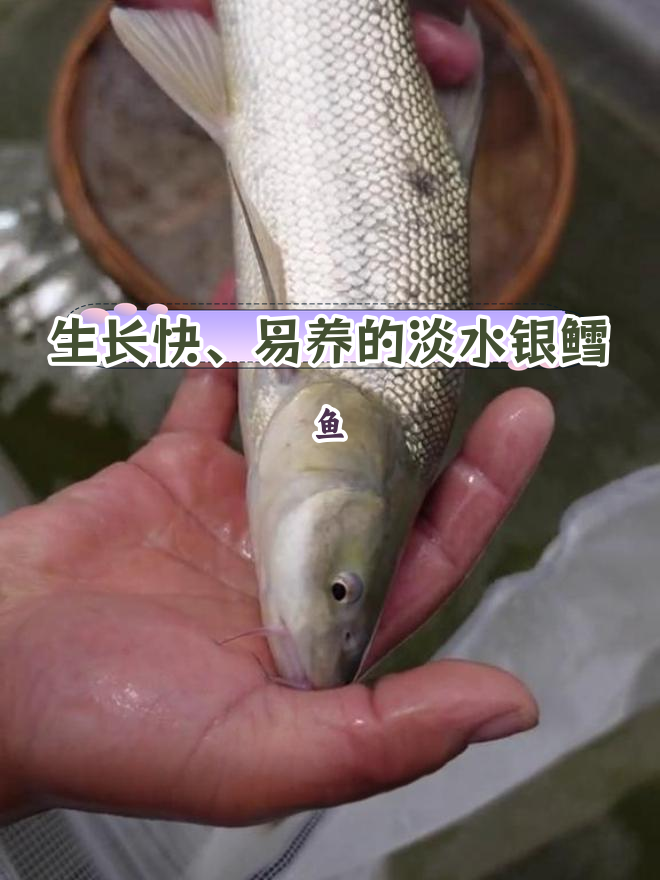 耐低温抗病强,草食性淡水银鳕鱼养殖前景广阔
