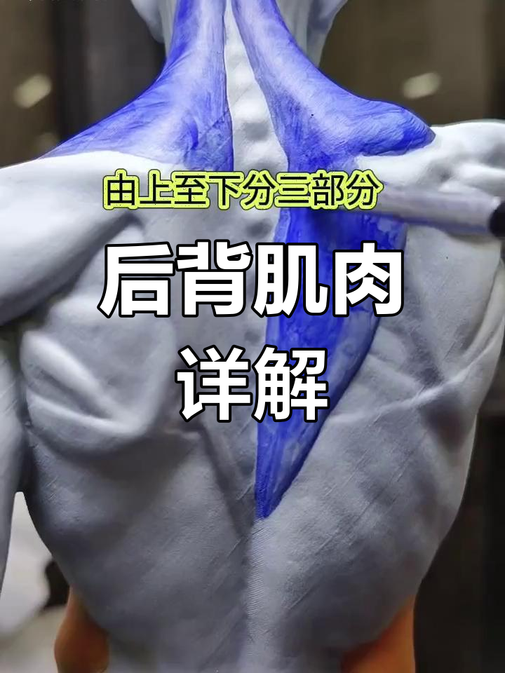 了解后背肌肉结构,从斜方肌到臀大肌全解析