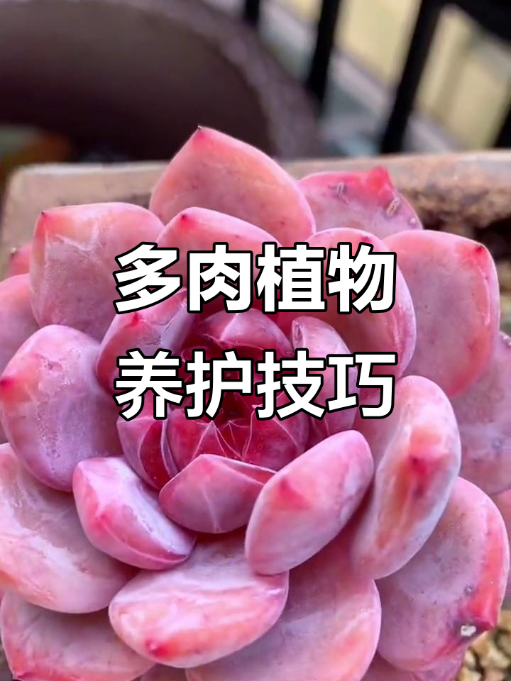 雪天使多肉植物养护心得，糖心儿变化大揭秘