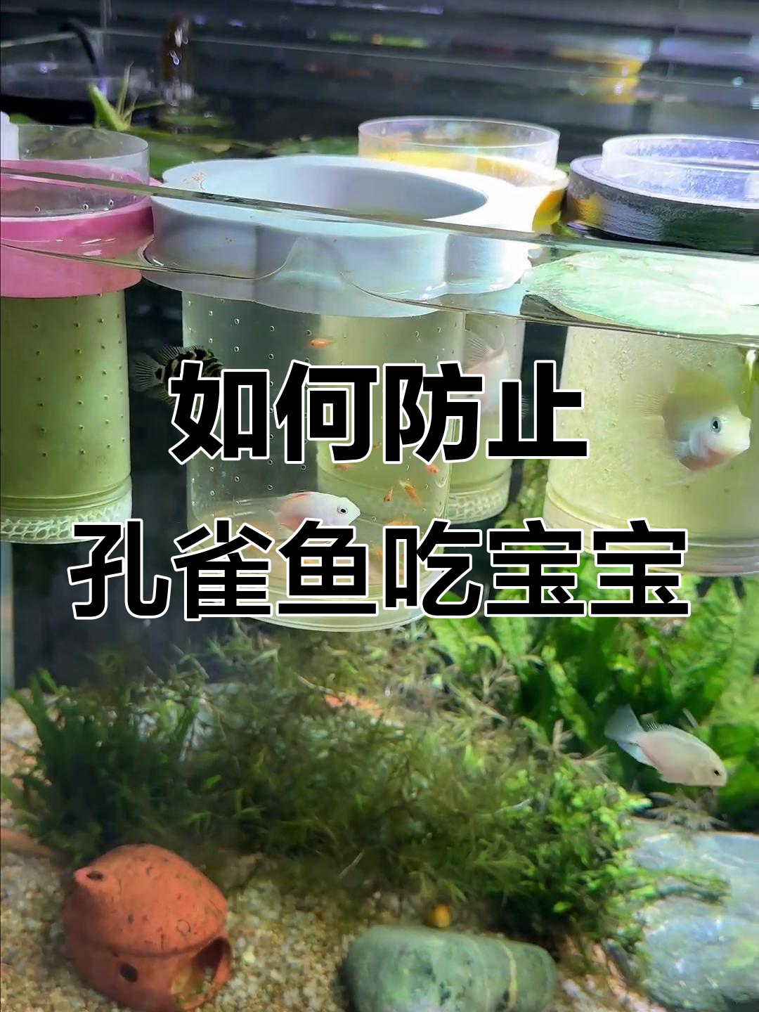 孔雀鱼繁殖的秘密:如何避免母鱼误食小鱼