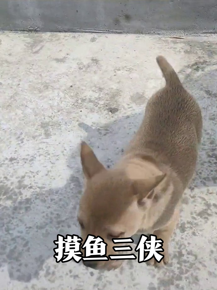 小狗们花式摸鱼,镜头靠近秒变乖宝宝