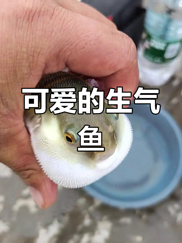 生气的河豚,肚子鼓得像气球