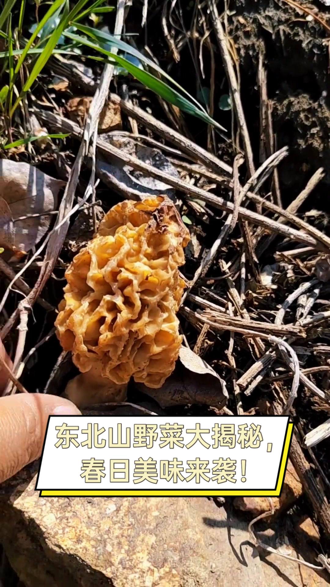 东北山野菜大揭秘，春日美味来袭！