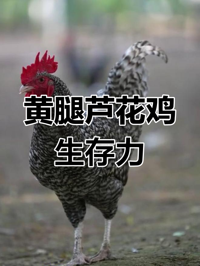 12月,黄腿芦花鸡成活率如何?