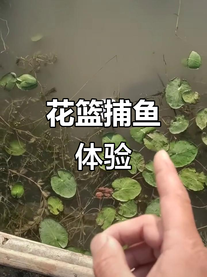 渔民生活大揭秘,鱼鹰捕鱼的精彩瞬间