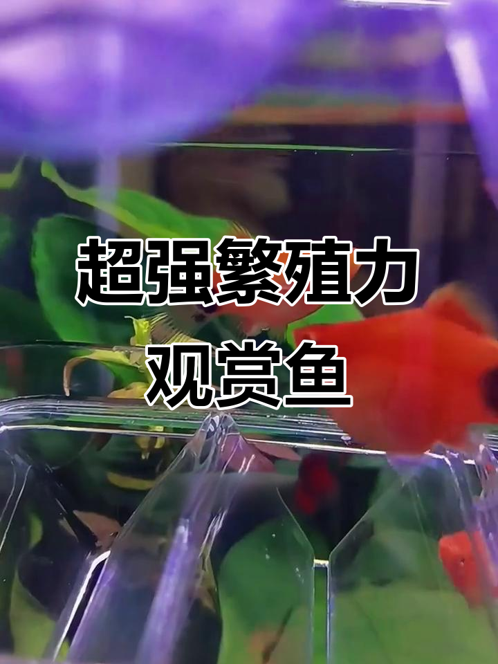 十大最容易爆缸的观赏鱼,新手也能轻松养