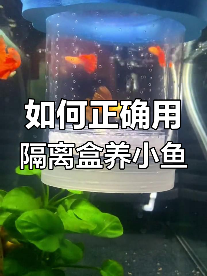 隔离盒使用技巧,孔雀鱼繁殖更健康